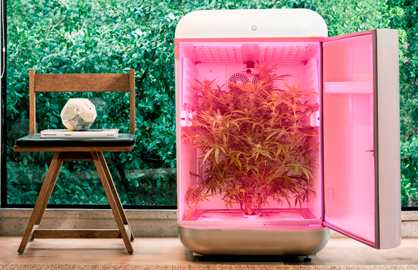 устройство для выращивания марихуаны