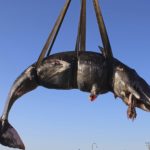 Всемирный фонд дикой природы забил тревогу после смерти кита, в желудке которого обнаружили 22 килограмма пластика