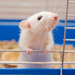 Ученые засняли необычное поведение мышей на МКС