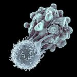 Показано, как иммунные клетки помогают выжить раковым опухолям