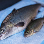 Канада одобрила разведение генетически модифицированного лосося