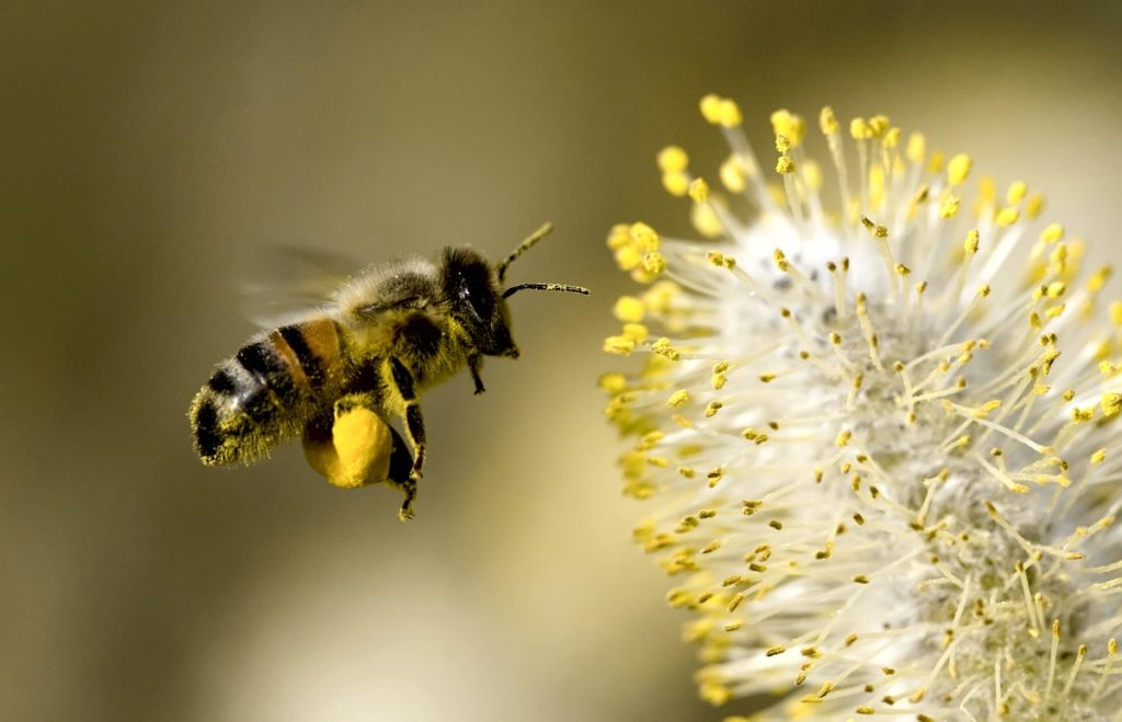 bees0