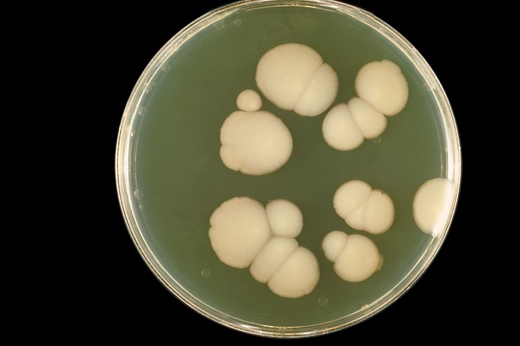 candida1