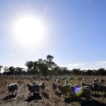 В Австралии уже четвертый месяц подряд фиксируют рекордно высокие температуры