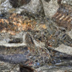 Окаменелости древних рыб указали на астероид, убивший динозавров