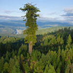 Как высоко может вырасти дерево
