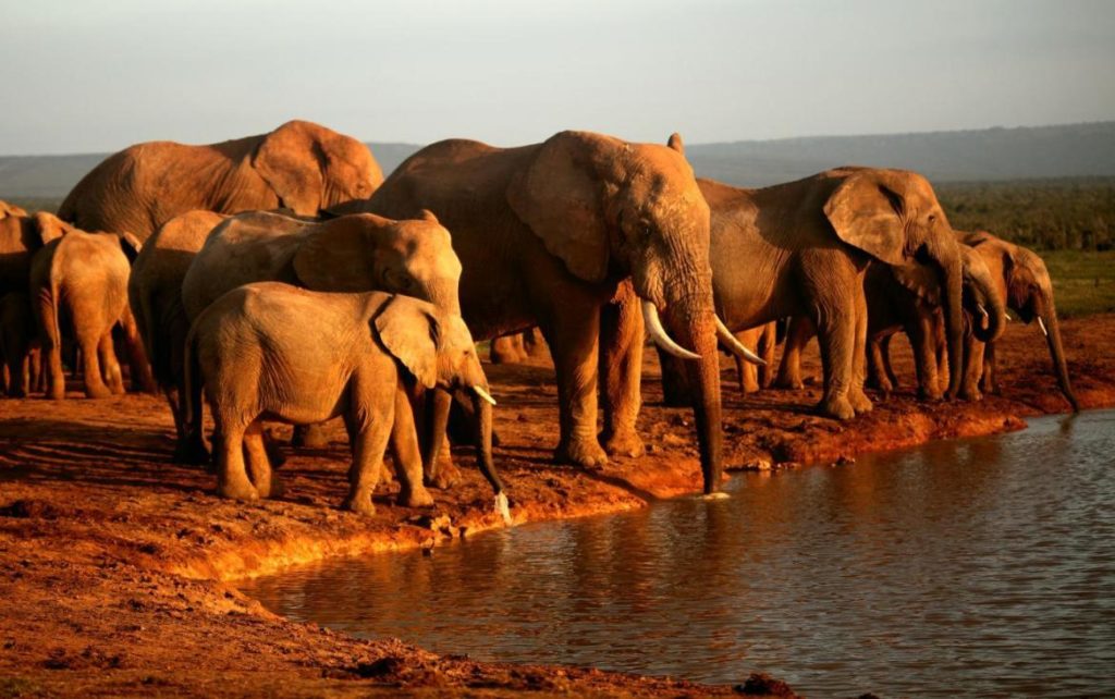 global-centers-of-unsustainable-harvesting-of-species-identified