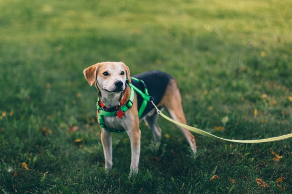 grass-lawn-puppy-dog-animal-pet-mammal-vertebrate-labrador-retriever-dog-walking-dog-like-mammal-82852-1024x683