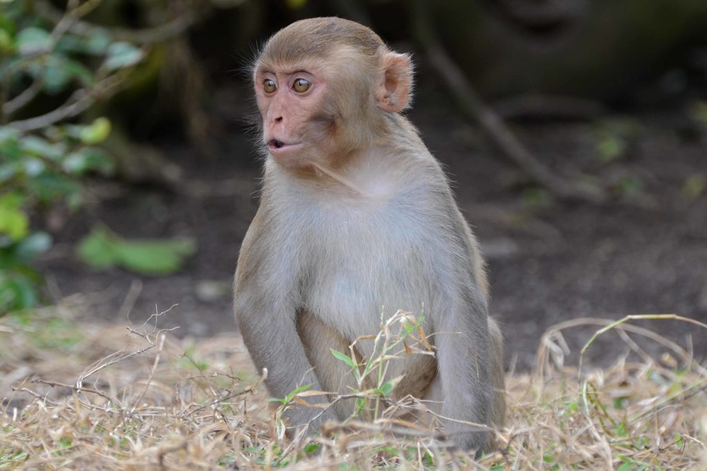 macaca_mulatta_juvenile_puerto_rico