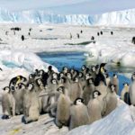 Из-за раннего таяния льда в Антарктиде погибла вторая по величине колония императорских пингвинов