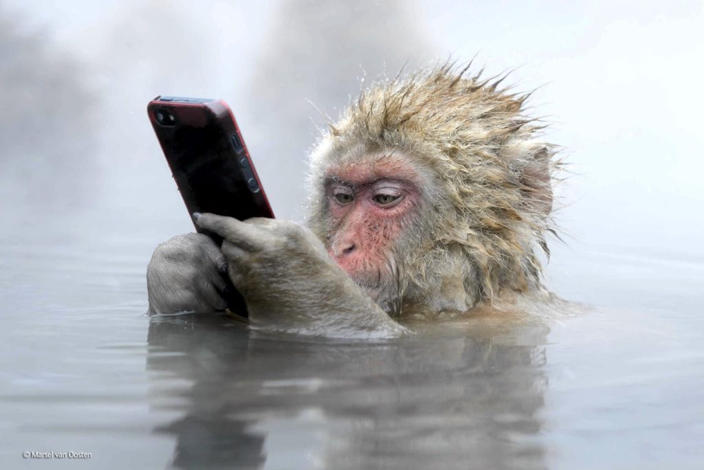 monkey0