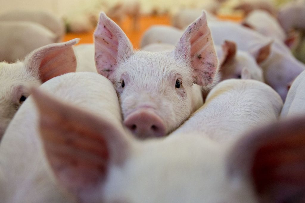 pig0