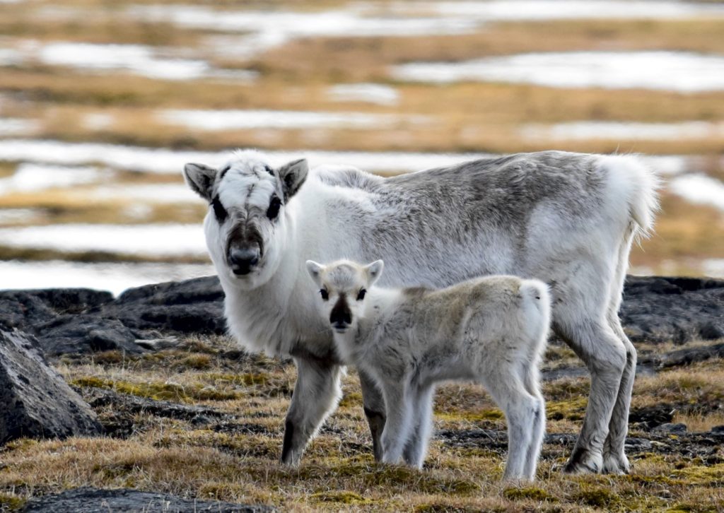 reindeer0
