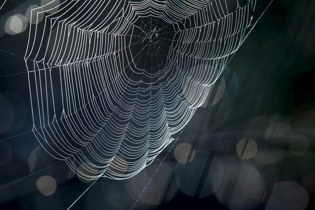 spider0