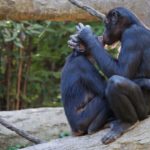 Матери самцов бонобо повлияли на репродуктивный успех сыновей