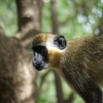 Эксперименты на обезьянах раскрыли эволюцию их «языка»
