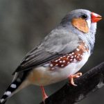 У птиц заметили способность различать теплые и холодные оттенки