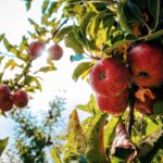 Ученые: «одомашнивание» яблони началось еще до людей
