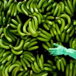 Изменение климата повышает риск развития «банановой болезни»