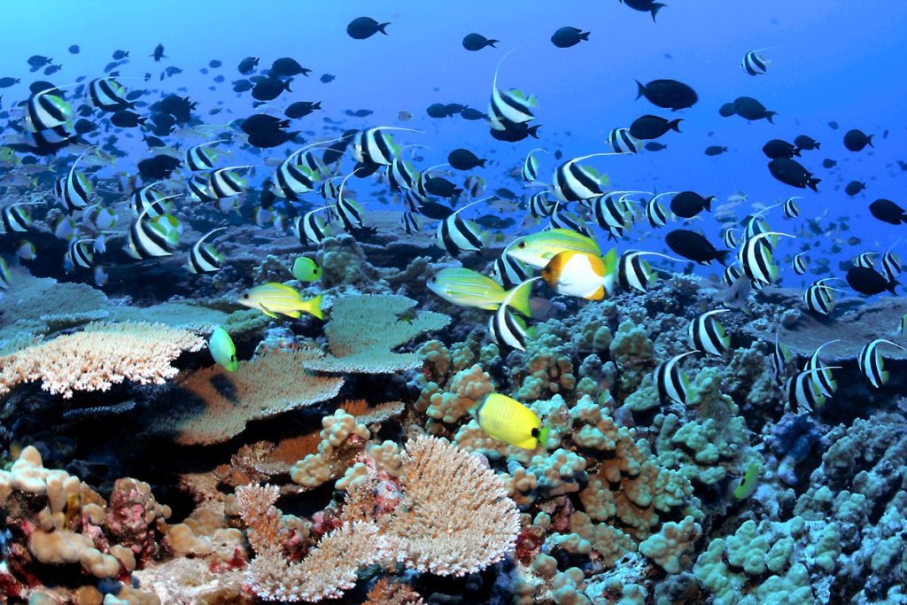 coral0