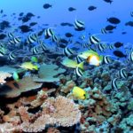 На Гавайских островах обнаружены кораллы, способные пережить глобальное потепление