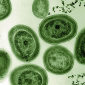 cyanobacter0