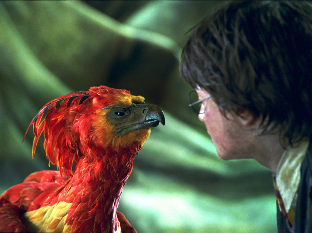 fawkes_wb_f2_fawkesmeetingharrypotter_still_100615_land