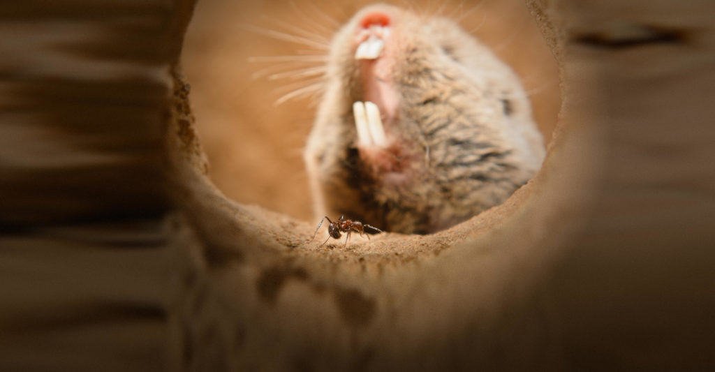 highveld_mole_rat2_edit4