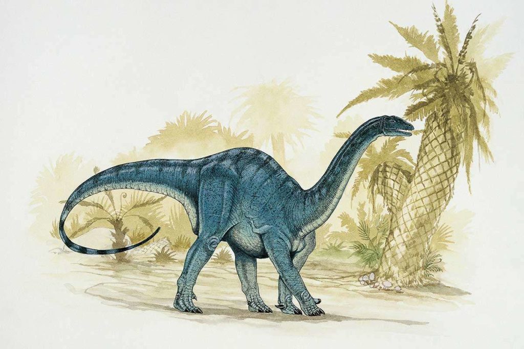 sauro0
