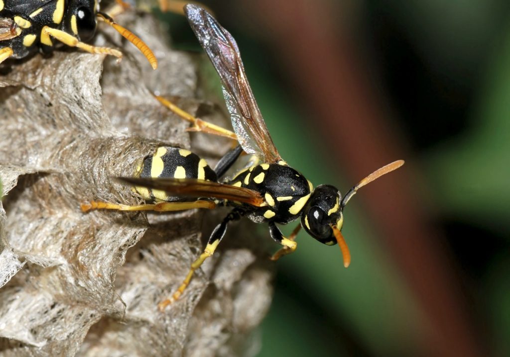 wasp0