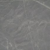 1200px-nazca_bird