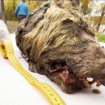 В Якутии нашли голову волка возрастом 40 тысяч лет