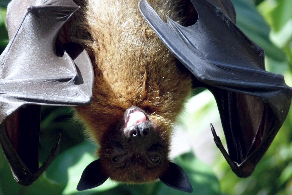 bat0