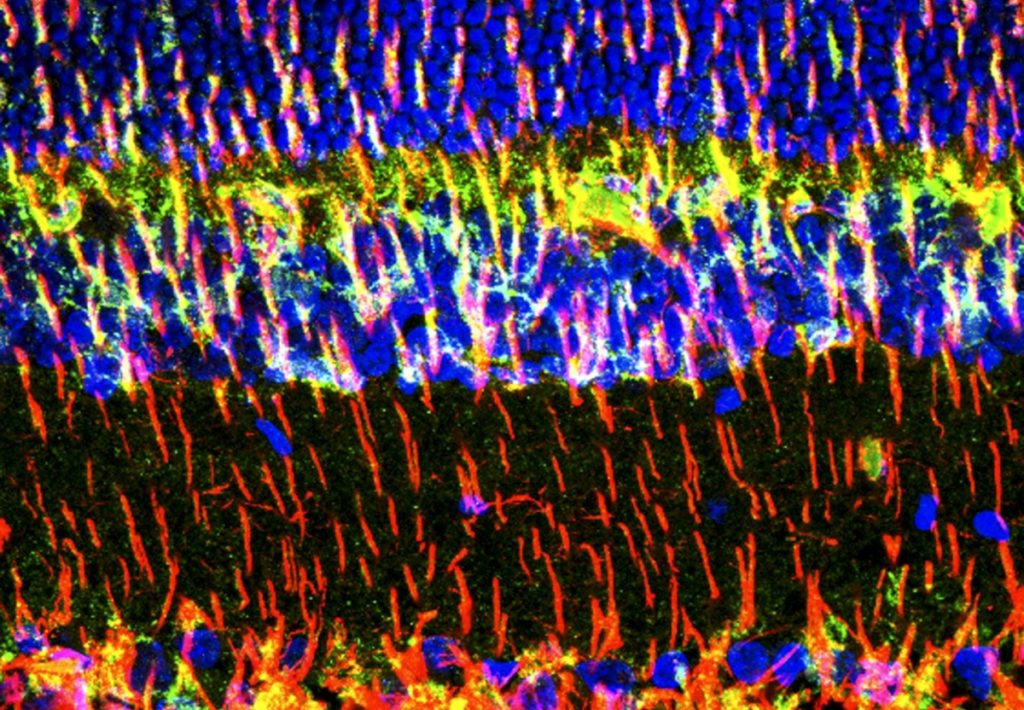 cells0