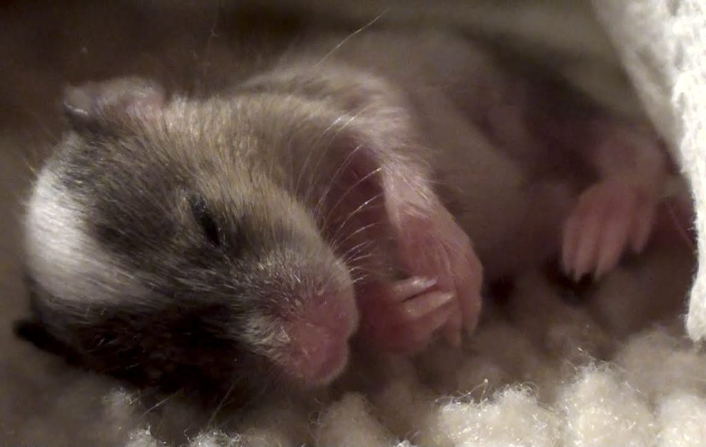 circadian0