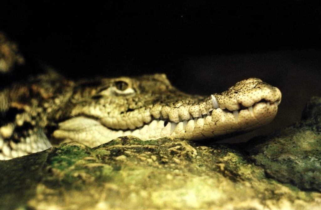 croc0