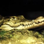 Среди древних крокодилов нашлись вегетарианцы