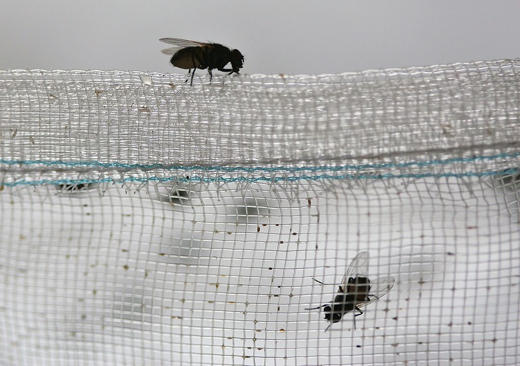 fly0