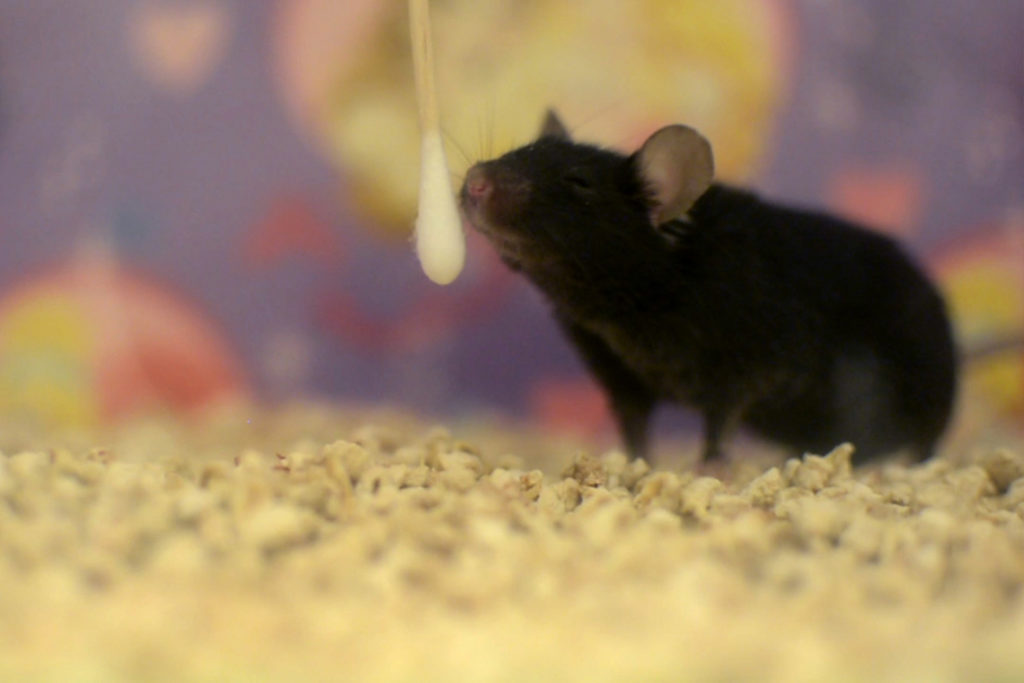 mouse0