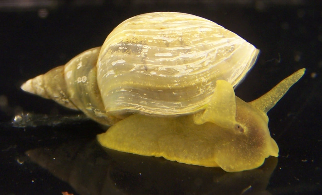 snail1