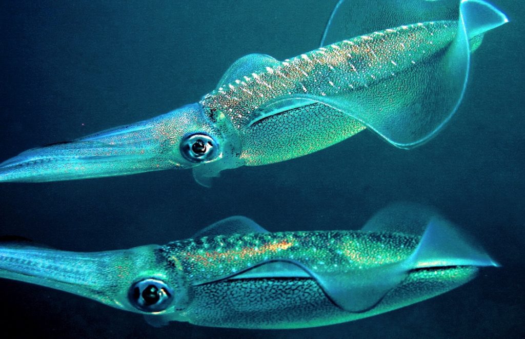 squids0