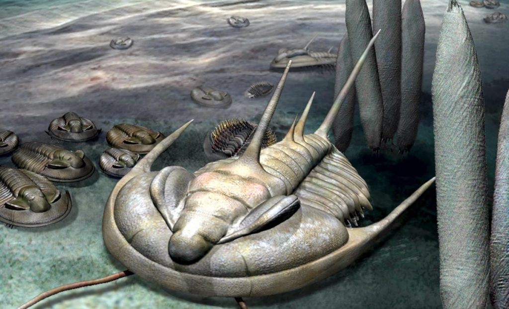 trilobite0