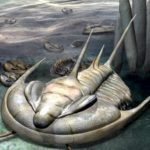 В Австралии обнаружили останки гигантского трилобита