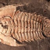 В Австралии обнаружили останки гигантского трилобита – иллюстрация к материалу на Naked Science