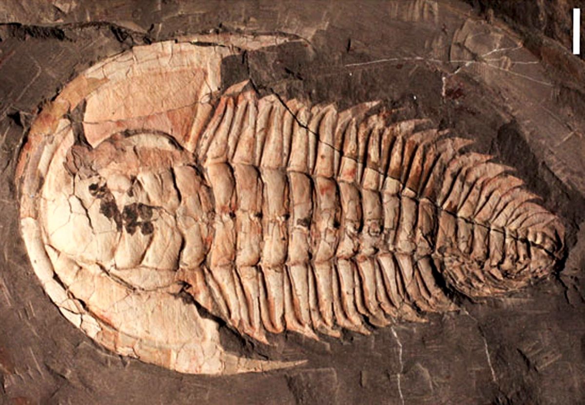 In Australia, Discovered The Remains Of A Giant Trilobite