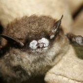 970px-little_brown_bat_close-up_of_nose_with_fungus_new_york_oct