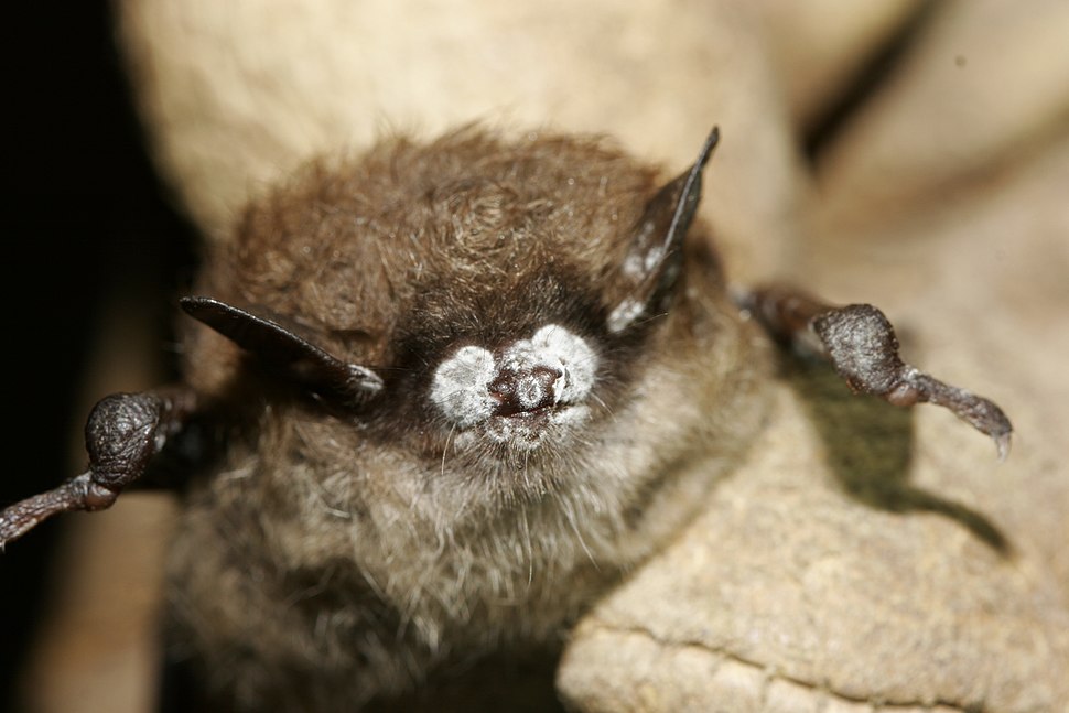 970px-little_brown_bat_close-up_of_nose_with_fungus_new_york_oct