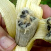 banana0