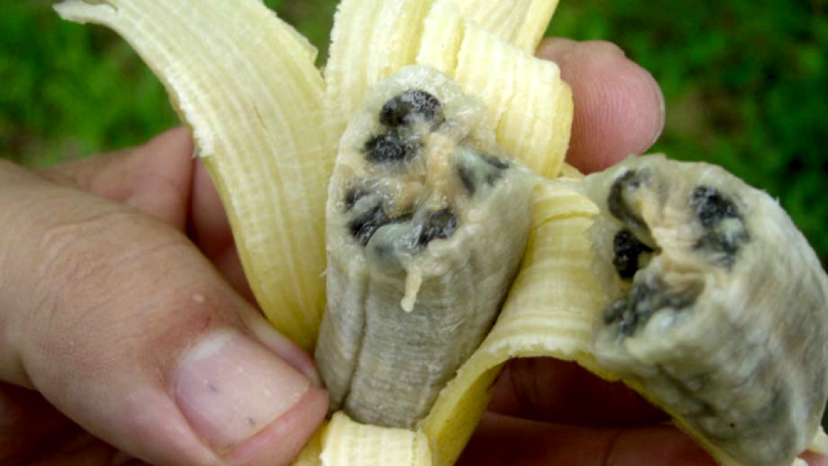 banana0