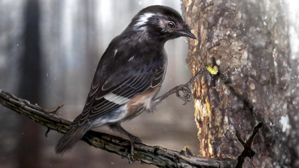 bird0